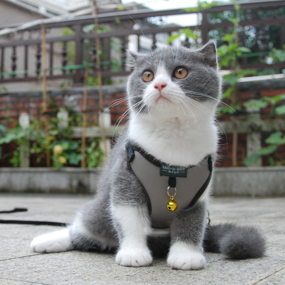 Harness With Bell Walking Leash