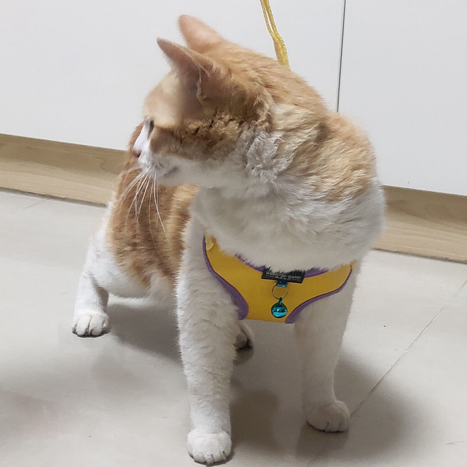 Harness With Bell Walking Leash