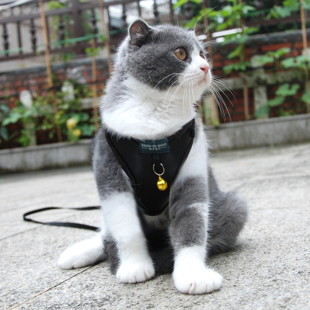 Harness With Bell Walking Leash
