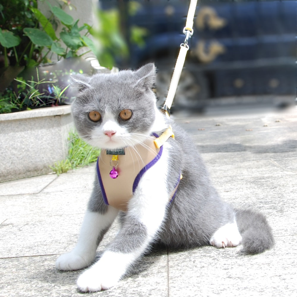 Harness With Bell Walking Leash